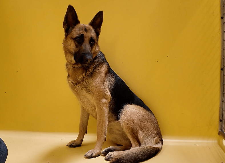 sitting-with-dogs-82-Sparkles